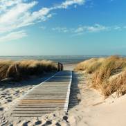 Ein malerischer Weg, der sanft zur Ostsee führt, umgeben von grünen Pflanzen und dem sanften Rauschen der Wellen.