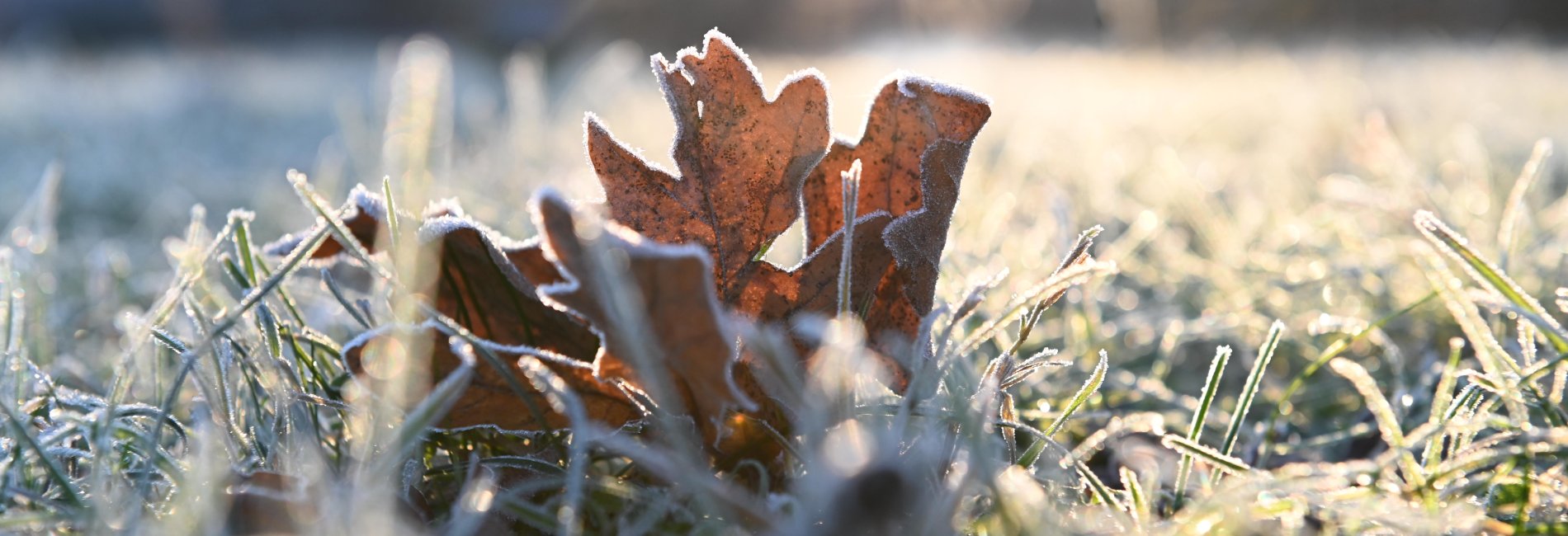 Morgendlicher, frostiger Rasen mit Blättern, der die Symbolik der Winterdepression verkörpert.