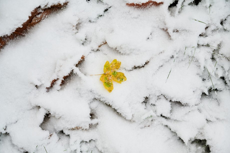 Morgendlicher, frostiger Rasen mit Blättern, der die Symbolik der Winterdepression verkörpert.