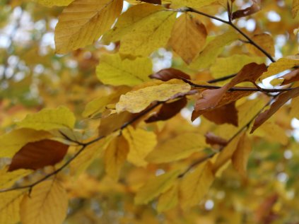 Psychosomatische Klinik - Planten un Blomen